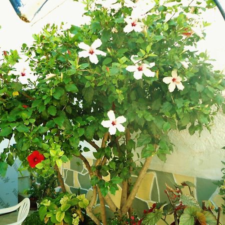 Apollonia Apartments Agia Pelagia Dış mekan fotoğraf
